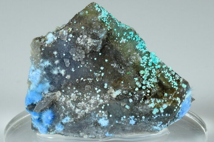 Vibrant Blue, Cyanotrichite Crystal Aggregates - China #186012